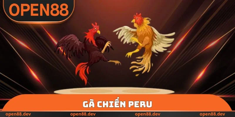 Gà Chiến Peru - Bật Mí Toàn Bộ Về Giống Chọi Kê OPEN88 Mạnh